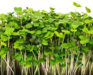 Mumm's Sprouting Seeds - Mellow Microgreen Mix (100g)