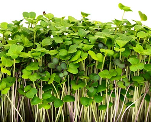 Mumm's Sprouting Seeds - Mellow Microgreen Mix (100g)