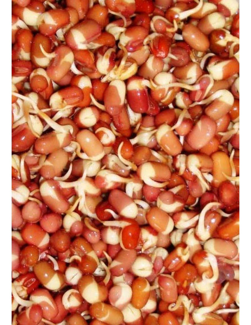 Mumm's Sprouting Seeds - Adzuki Beans (100g)