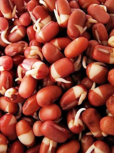 Mumm's Sprouting Seeds - Adzuki Beans (100g)