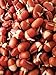 Mumm's Sprouting Seeds - Adzuki Beans (100g)