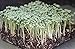 Mumm's Sprouting Seeds - Oriental Wasabi Mustard (100g)