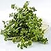 Mumm's Sprouting Seeds - Oriental Wasabi Mustard (100g)