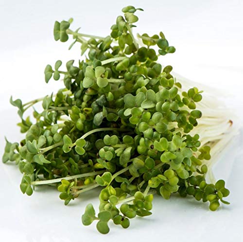 Mumm's Sprouting Seeds - Oriental Wasabi Mustard (100g)