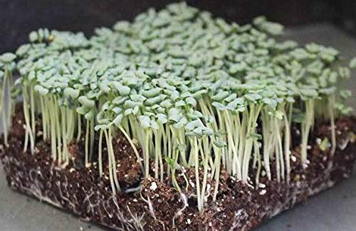 Mumm's Sprouting Seeds - Oriental Wasabi Mustard (100g)