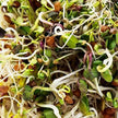 Mumm's Sprouting Seeds - Spicy Lentil Crunch (125g)