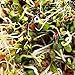 Mumm's Sprouting Seeds - Spicy Lentil Crunch (125g)