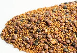 Mumm's Sprouting Seeds - Spicy Lentil Crunch (125g)