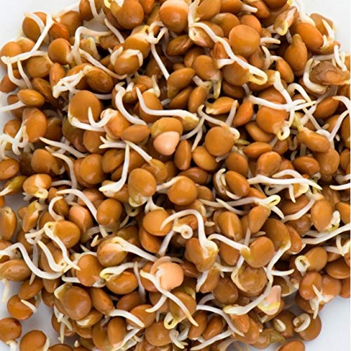 Mumm's Sprouting Seeds - Crimson Lentils (125g)