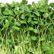 Mumm's Sprouting Seeds - Organic Green Peas (125g)