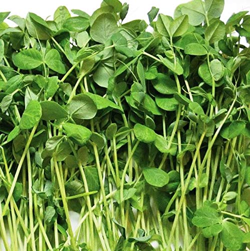 Mumm's Sprouting Seeds - Organic Green Peas (125g)