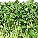 Mumm's Sprouting Seeds - Organic Green Peas (125g)