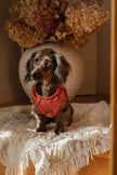Classic 2.0 Harness Chestnut