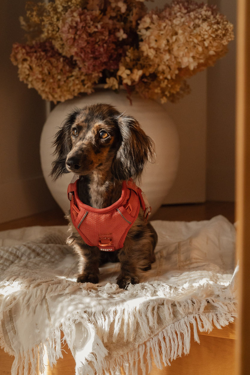 Classic 2.0 Harness Chestnut