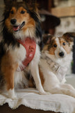 Classic 2.0 Harness Chestnut