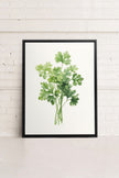 CILANTRO, Oeuvre sur toile étirée