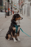 Classic 2.0 Harness Mojito
