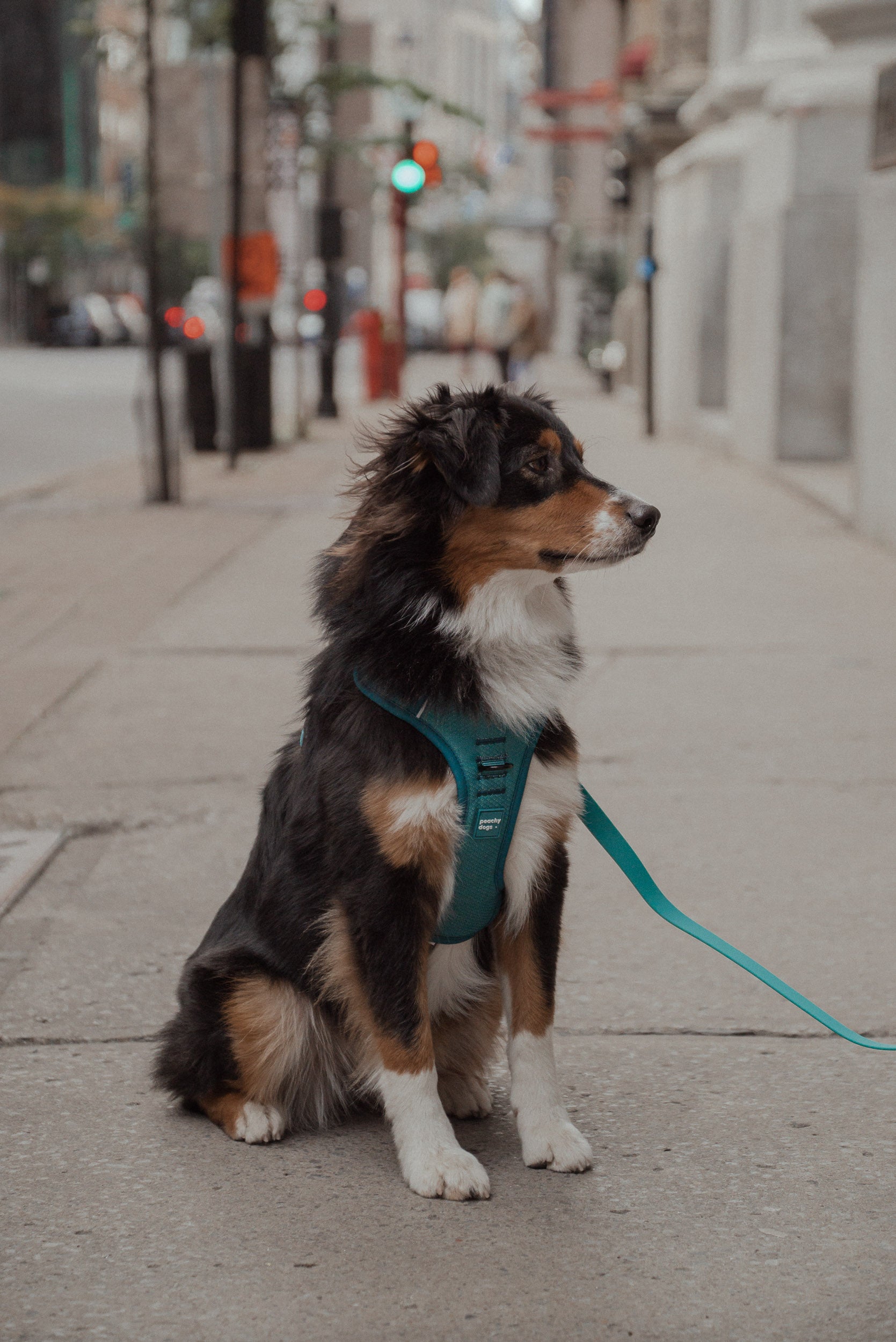 Classic 2.0 Harness Mojito