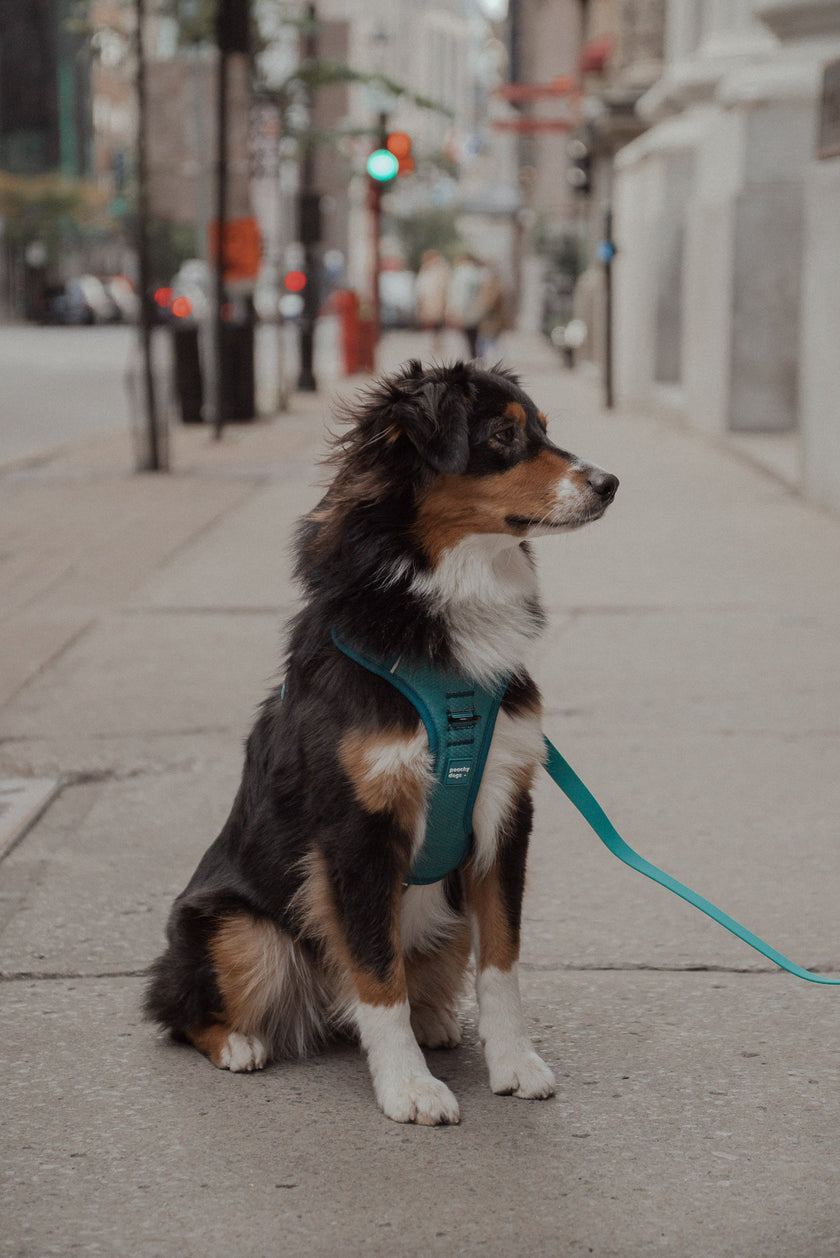 Classic 2.0 Harness Mojito