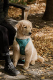 Classic 2.0 Harness Mojito