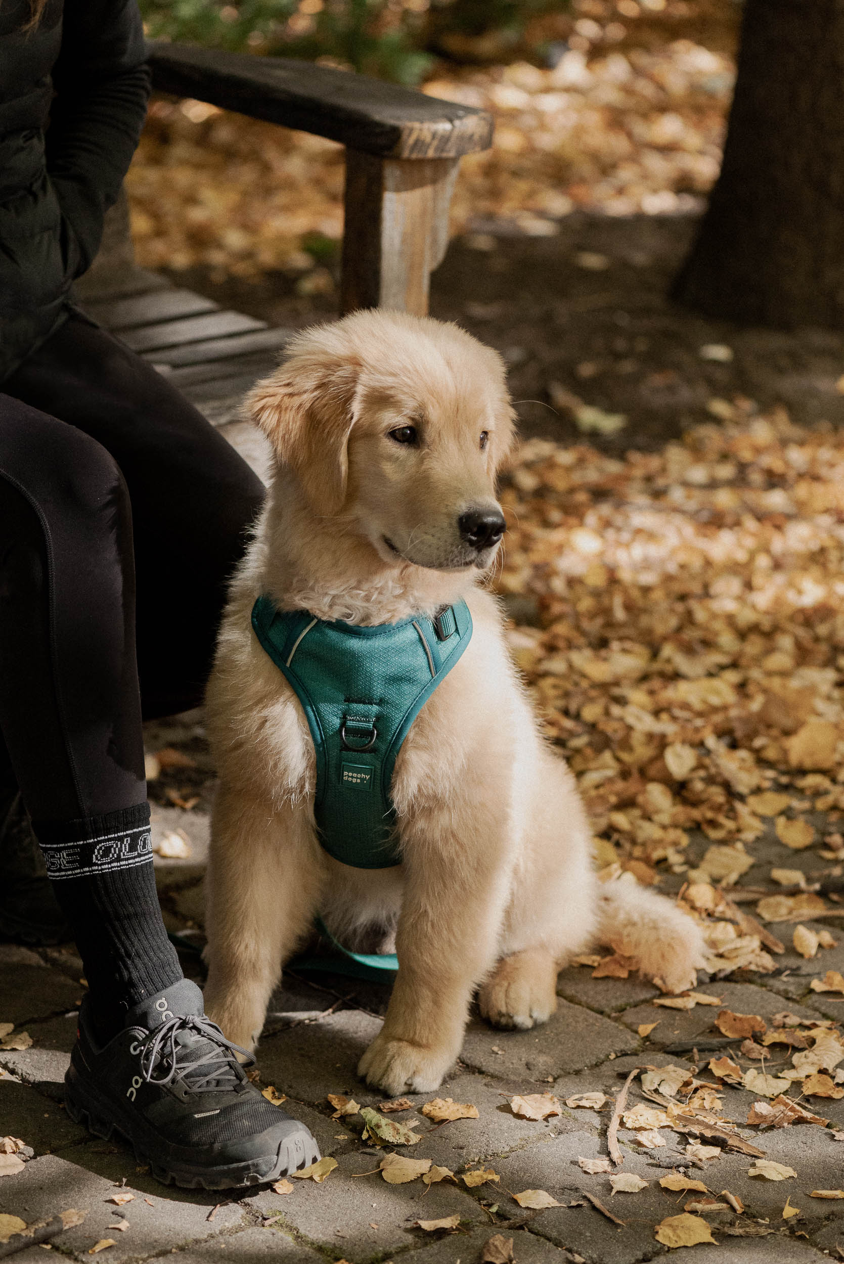 Classic 2.0 Harness Mojito