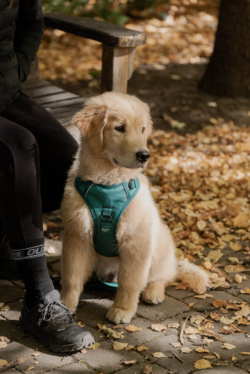 Classic 2.0 Harness Mojito