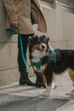 Classic 2.0 Harness Mojito
