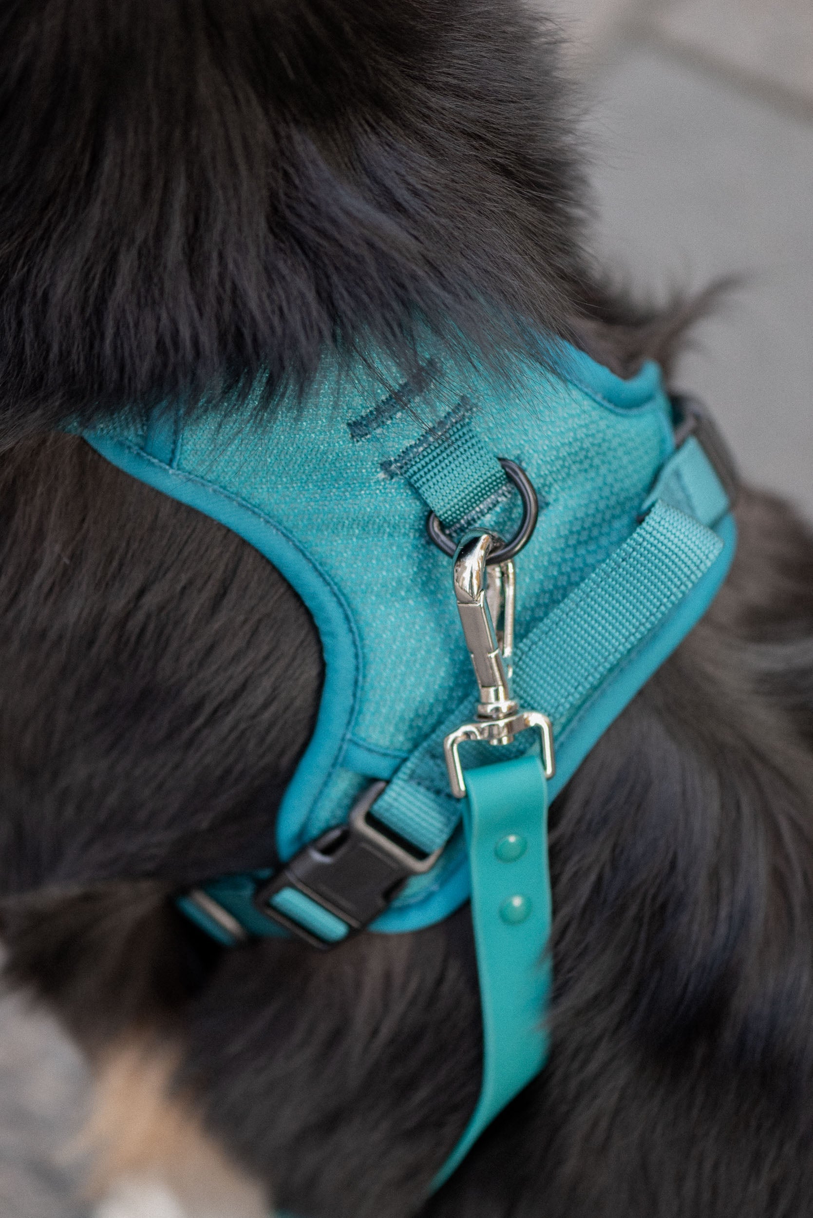 Classic 2.0 Harness Mojito