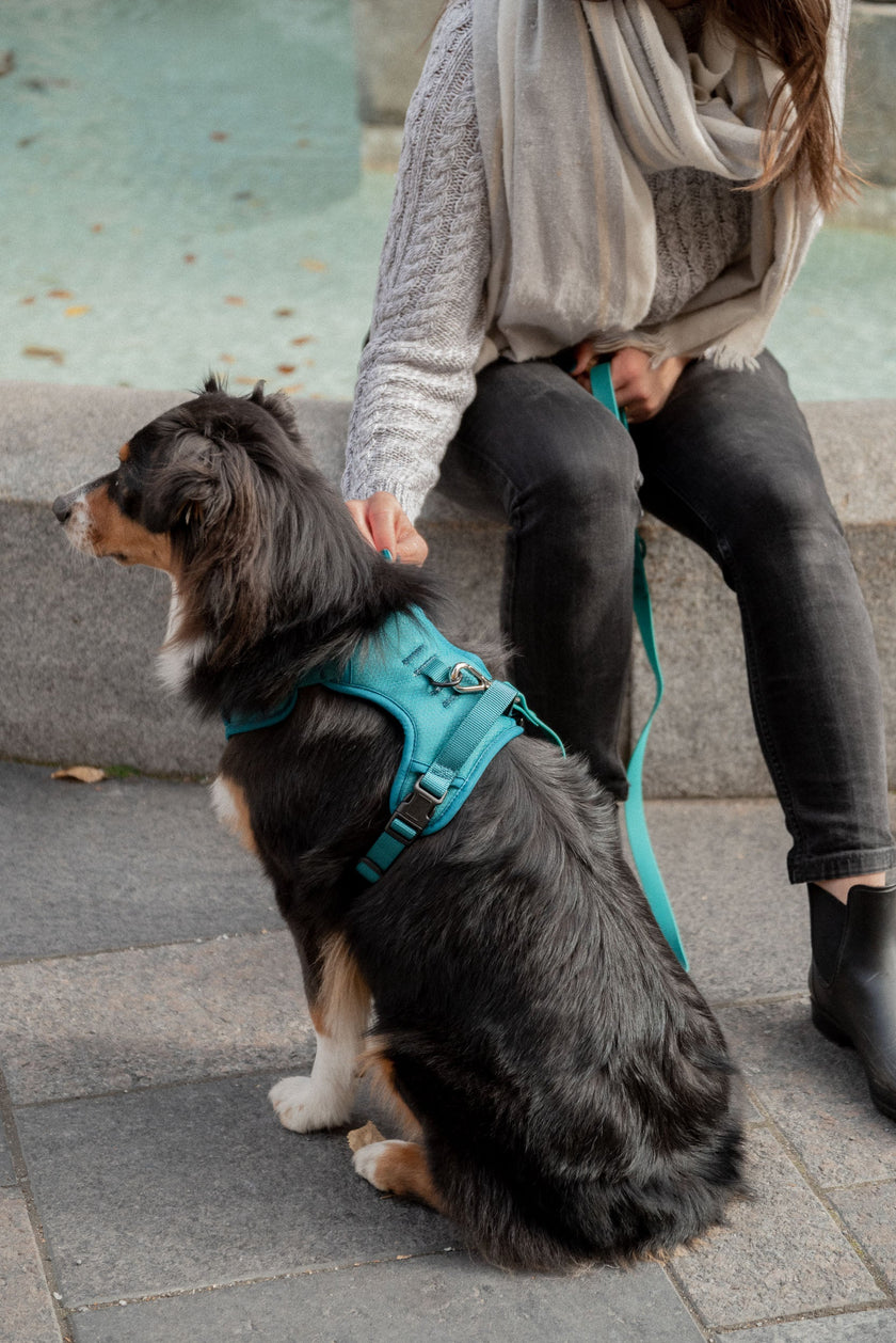 Classic 2.0 Harness Mojito