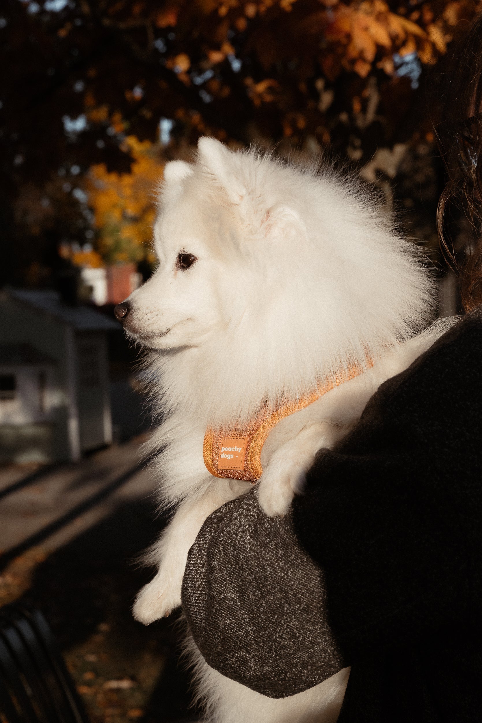 Classic 2.0 Harness Dulce