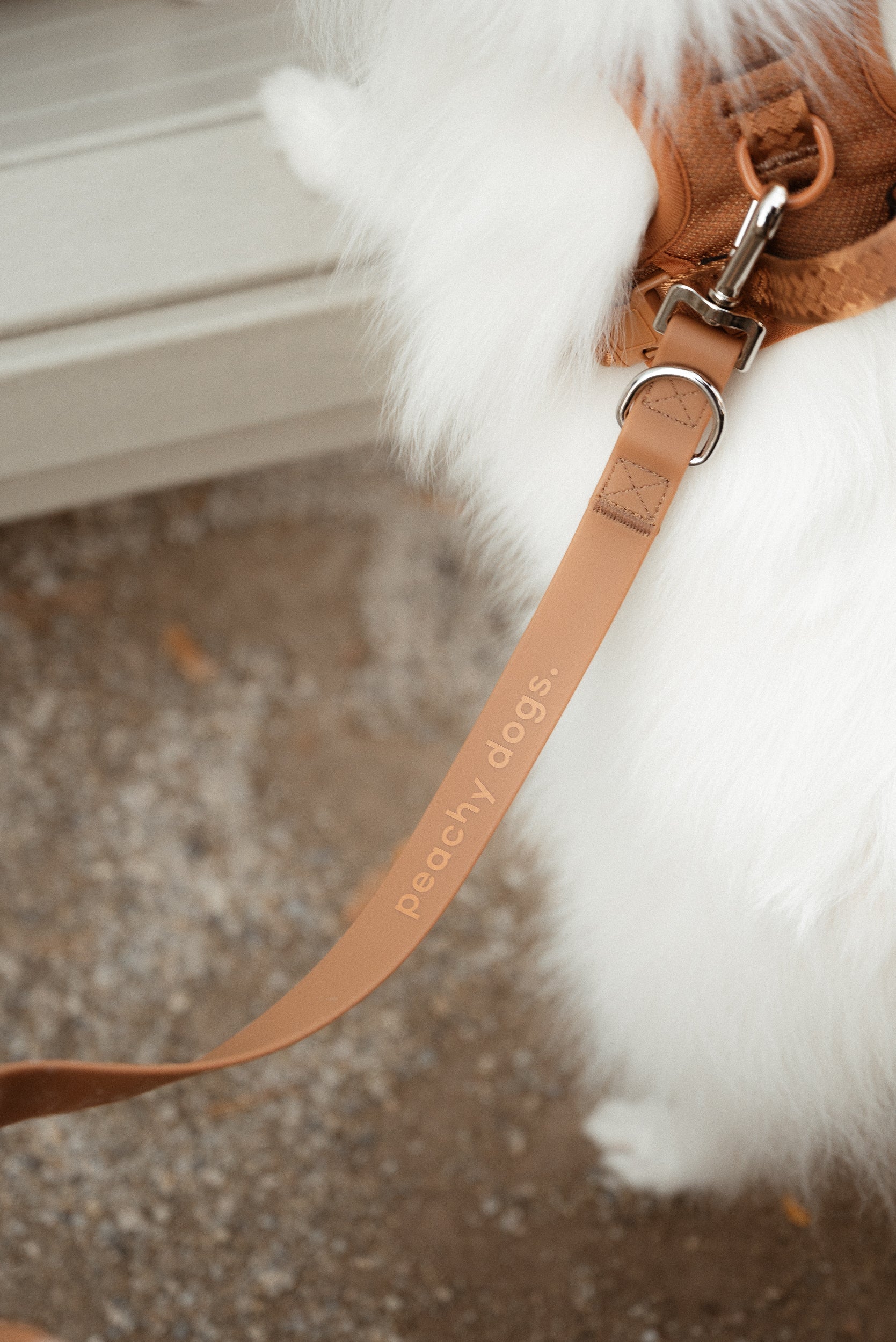 On-the-go Leash in Dulce