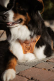 Classic 2.0 Harness Dulce