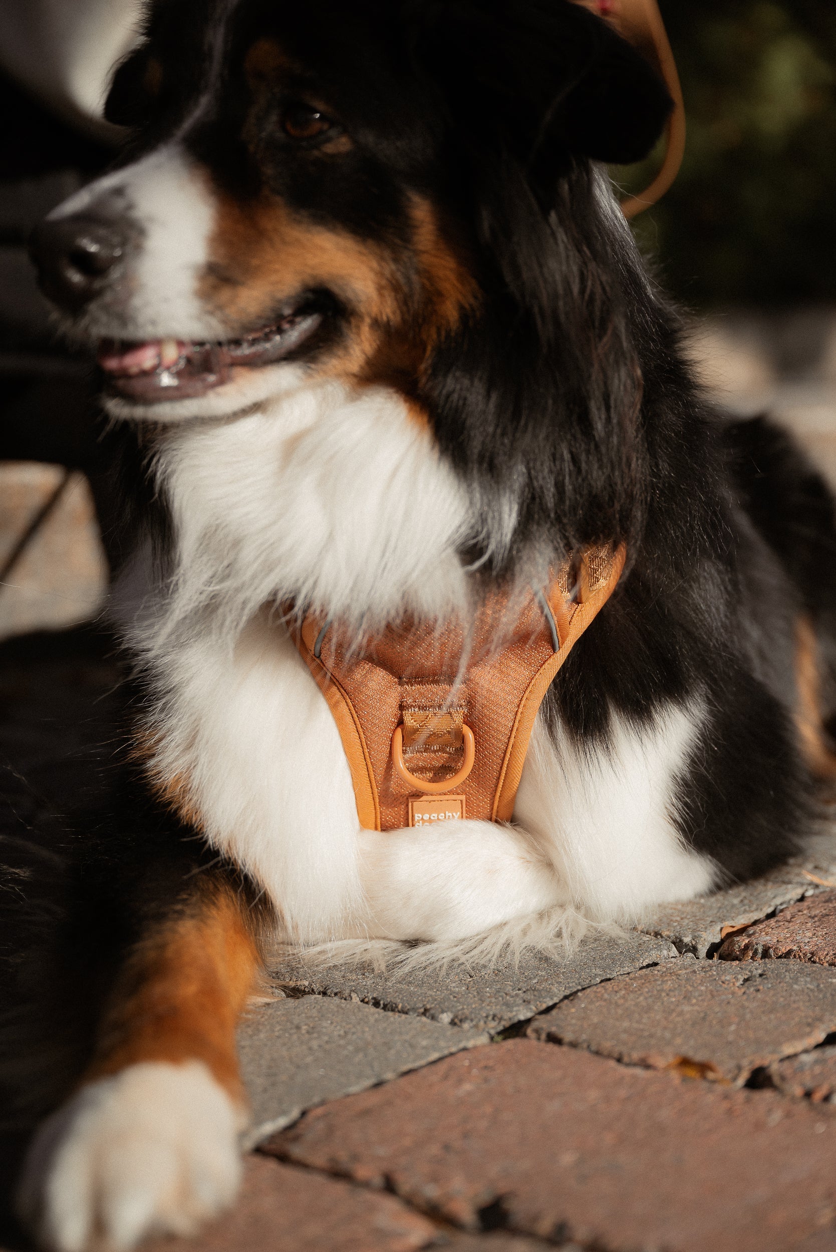 Classic 2.0 Harness Dulce