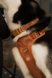 Daily Collar - Dulce