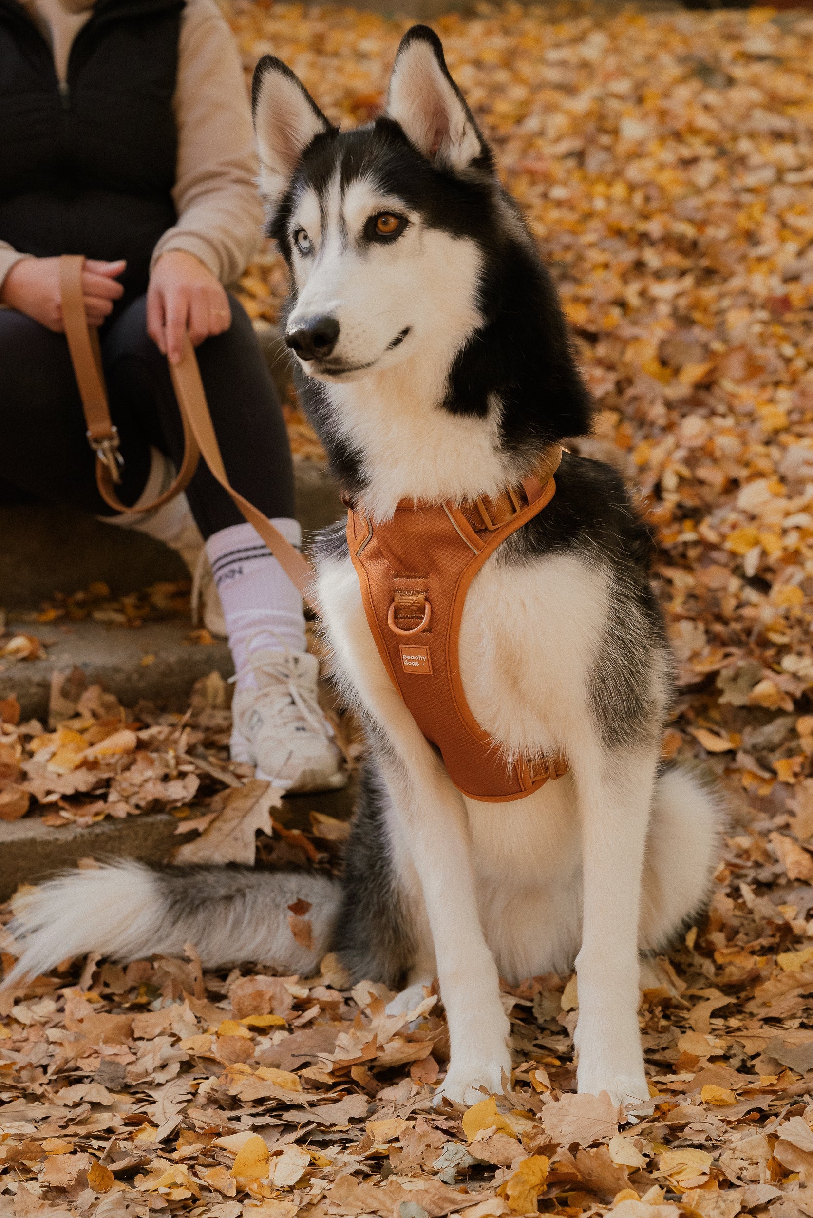 Classic 2.0 Harness Dulce