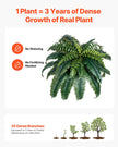 VEVOR 2Pcs Artificial Boston Ferns Plastic Fern 35 Branches Indoor Outdoor Decor