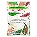 Splendor Garden - Organic Coriander Seed (23g)