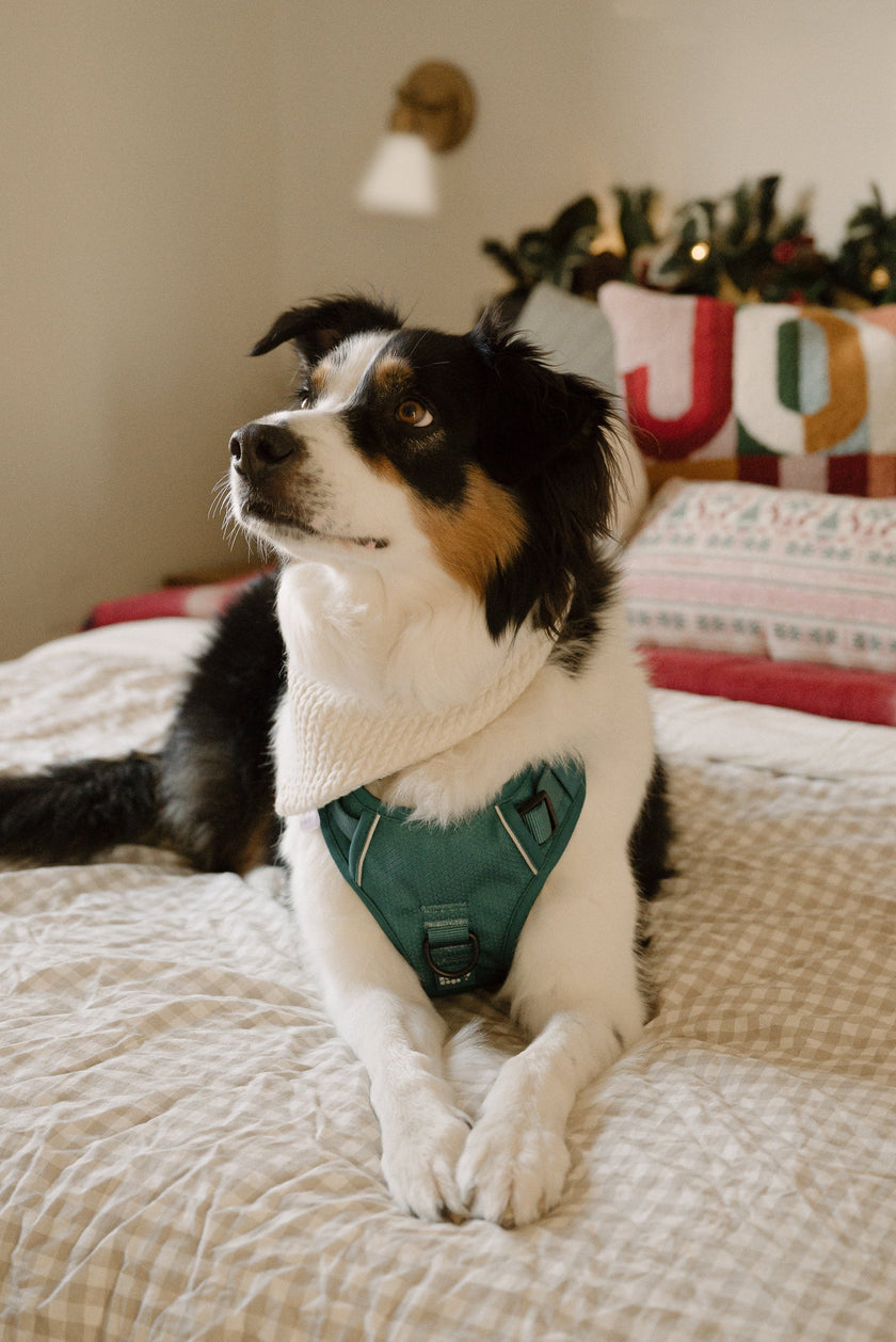 Classic 2.0 Harness Mojito
