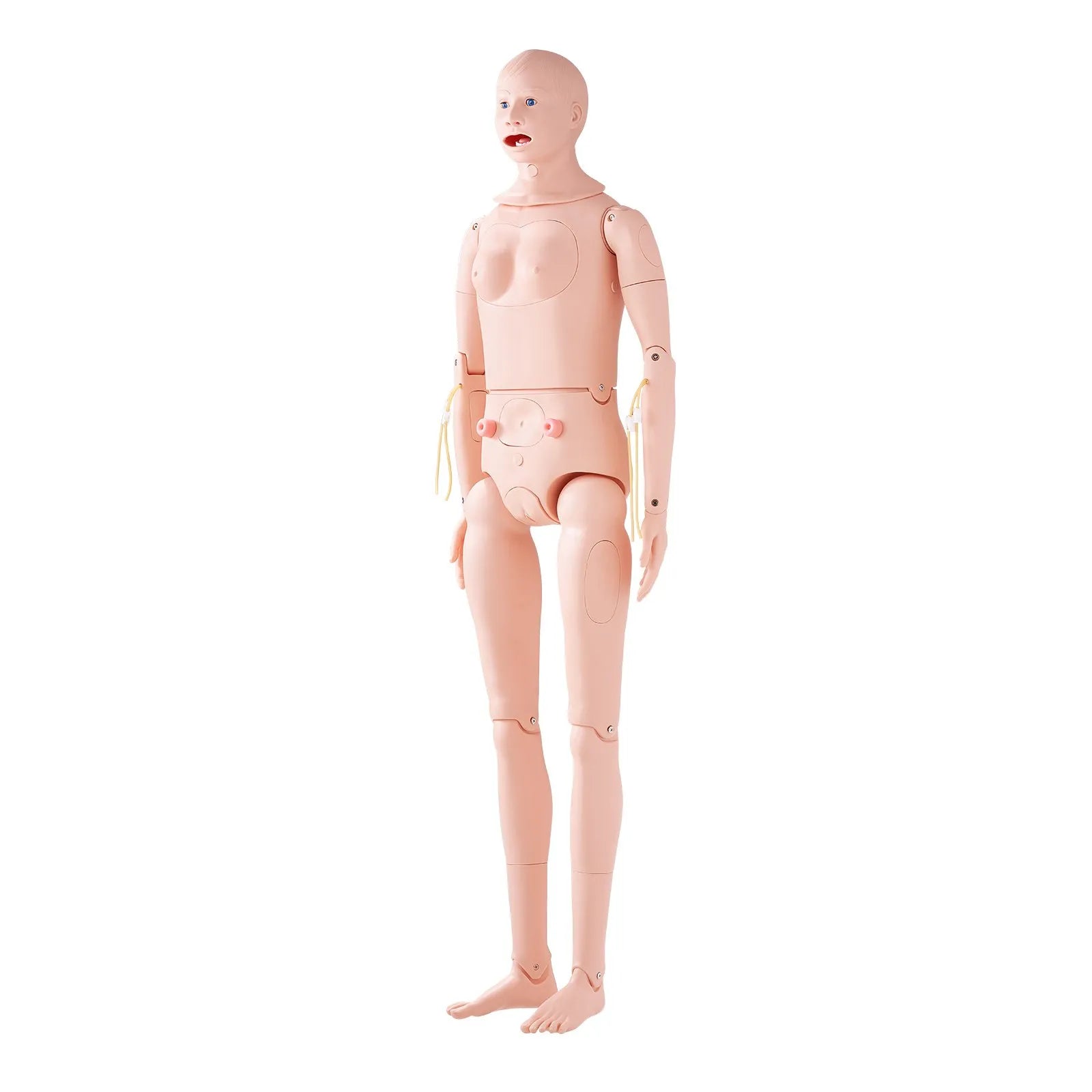 VEVOR Nursing Training Manikin, Male/Female Life Size Demonstration Human Manikin for Nursing Training, Multifunctional Education Teaching Model, PVC Anatomical Mannequin Body Care Simulator Model