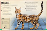 Insight Editions - The Magnificent Book of Cats