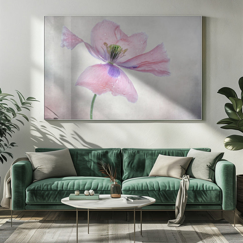 Pastel poppy