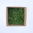 Malaga (box of 12)