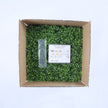 Valencia (box of 12)
