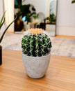 Coco Artificial Cactus Potted Plant 11