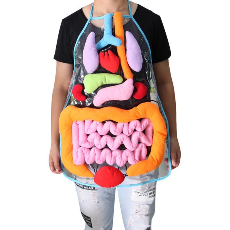 Kids Plush Anatomy Apron Toy | Learn Body Organs Canada USA