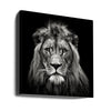 Wall art Young Male Lion Canvas Print