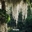 Premium Spanish Moss