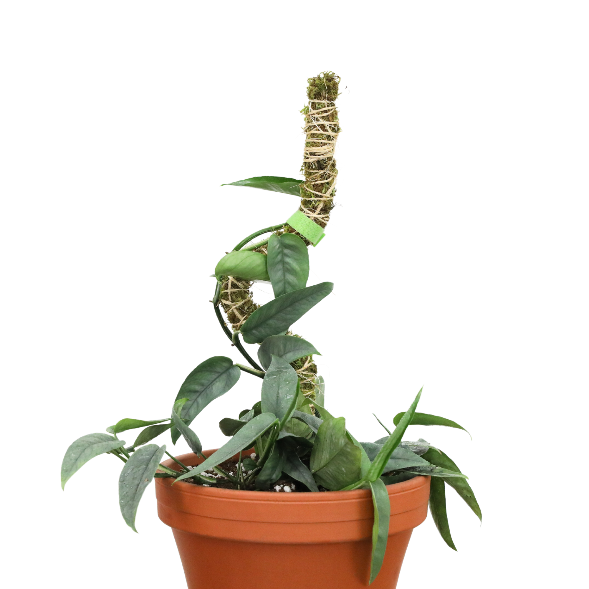 The Bendable Moss Pole™ 𝘛𝘏𝘐𝘕