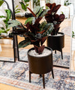 Salamina Artificial Rubber Potted Plant 3'