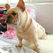 Christmas pet dog sweater